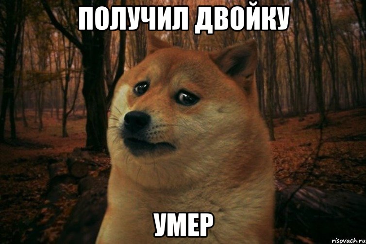 Получил двойку умер, Мем SAD DOGE