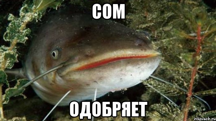 Сом Одобряет