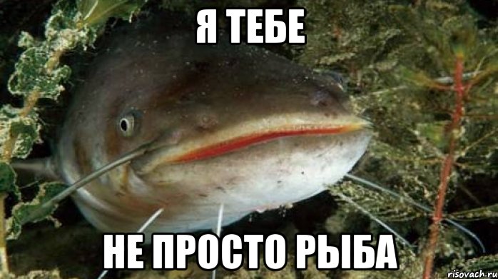 Я тебе не просто рыба