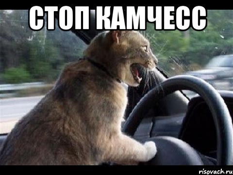 СТОП КАМЧЕСС 