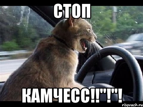 СТОП КАМЧЕСС!!"!"!