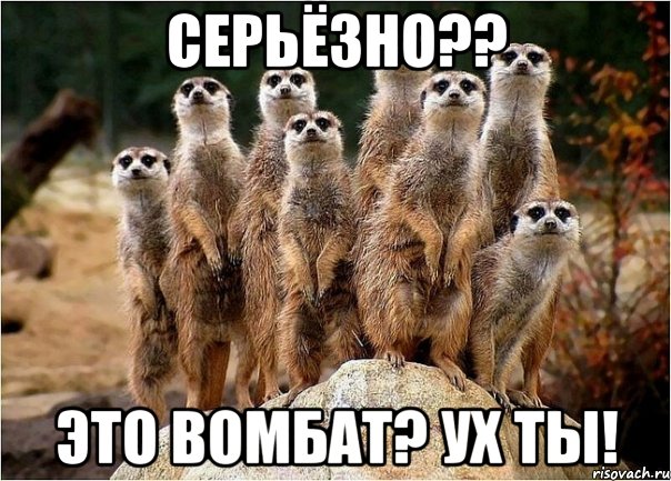 Серьёзно?? Это вомбат? Ух ты!, Мем сурикаты