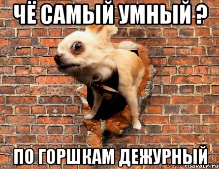 чё самый умный ? по горшкам дежурный