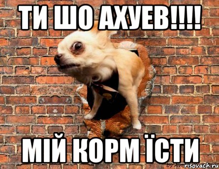 ти шо ахуев!!!! Мій корм Їсти