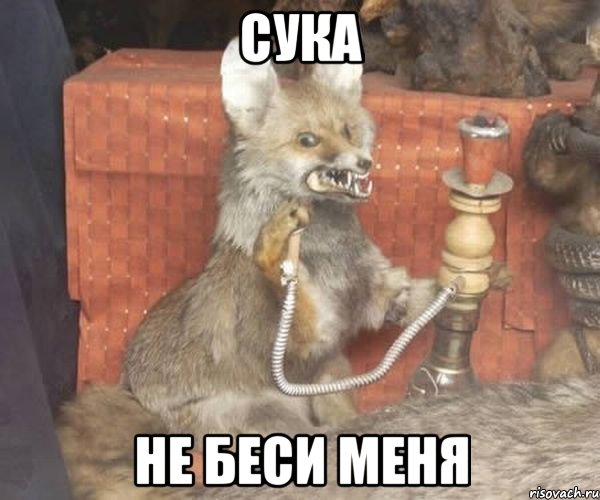 сука не беси меня