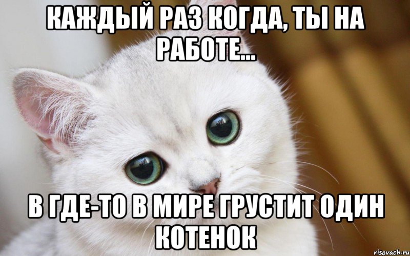 каждый раз когда, ты на работе... в где-то в мире грустит один котенок, Мем  В мире грустит один котик