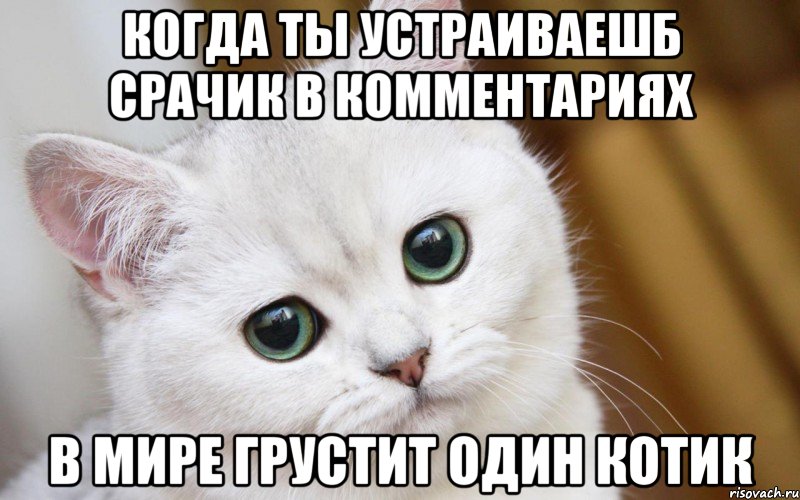 Когда ты устраиваешб срачик в комментариях В мире грустит один котик, Мем  В мире грустит один котик