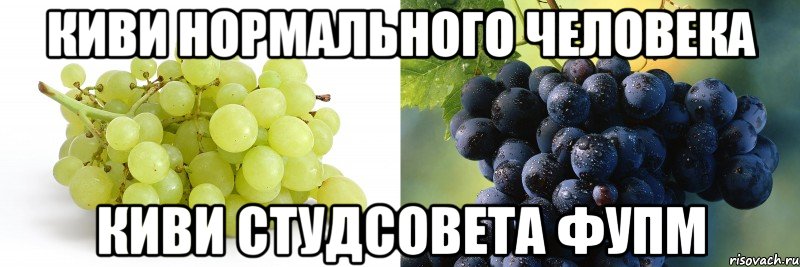 Киви нормального человека Киви студсовета ФУПМ