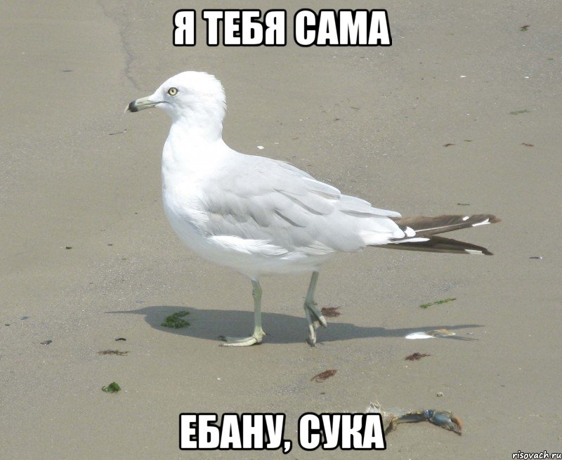 я тебя сама ебану, сука