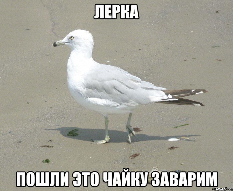 ЛЕРКА пошли это чайку заварим