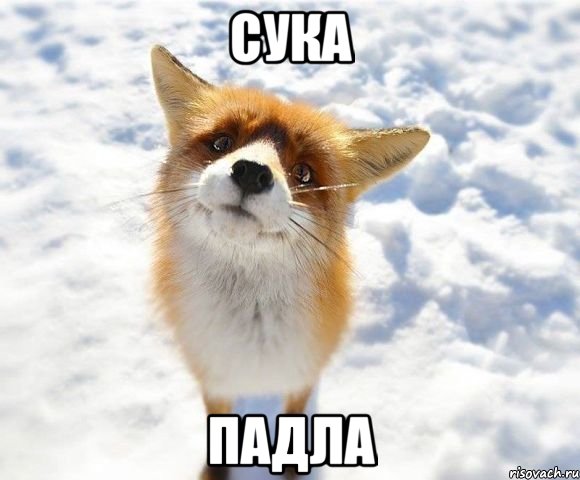 Сука Падла