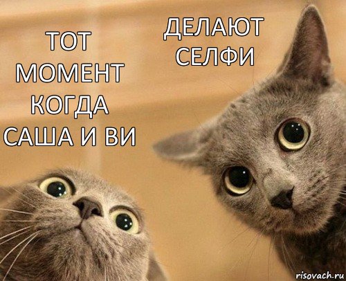 Тот момент когда Саша и Ви Делают селфи, Комикс  2 кота