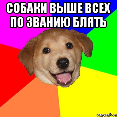 собаки выше всех по званию блять , Мем Advice Dog