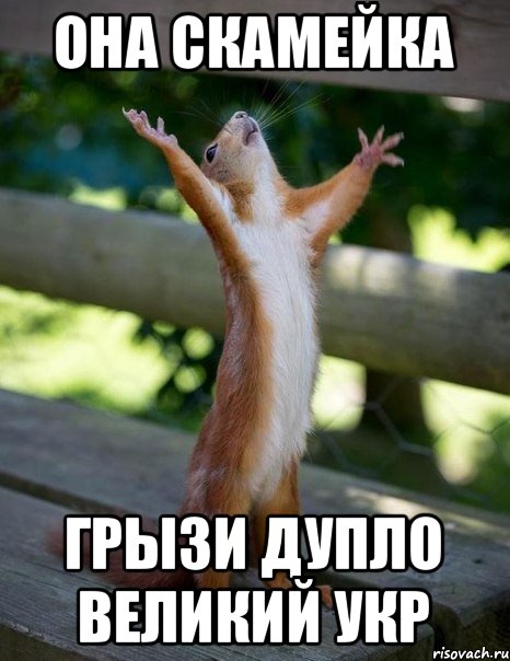 Она скамейка Грызи дупло Великий укр, Мем    белка молится