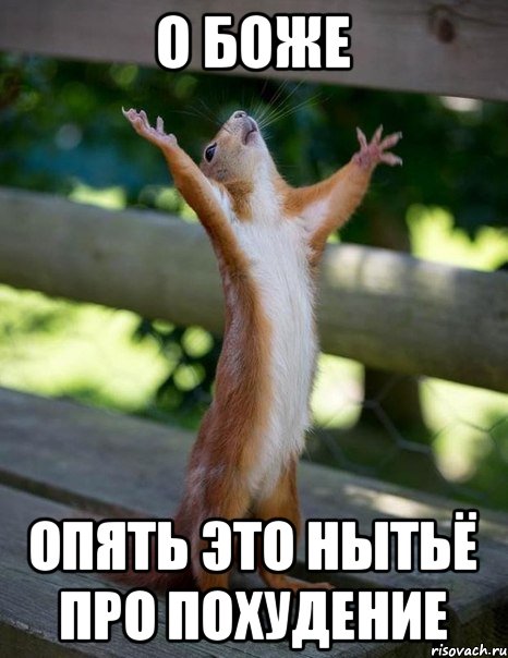 о боже опять это нытьё про похудение, Мем    белка молится