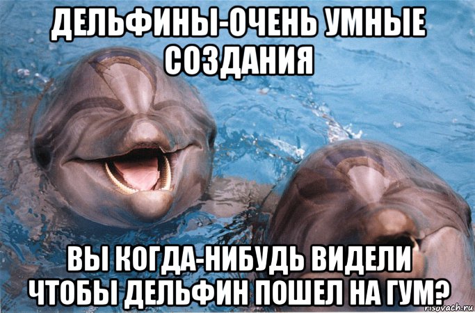 дельфины-очень умные создания вы когда-нибудь видели чтобы дельфин пошел на гум?