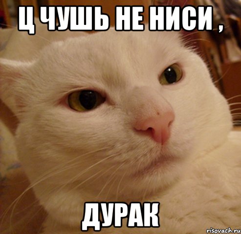 Ц Чушь не ниси , Дурак, Мем Дерзкий котэ