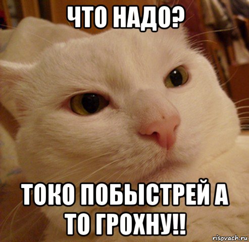 что надо? токо побыстрей а то грохну!!, Мем Дерзкий котэ