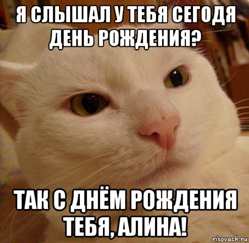 я слышал у тебя сегодя день рождения? так с днём рождения тебя, алина!, Мем Дерзкий котэ