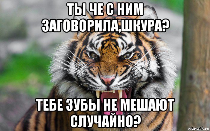 ты че с ним заговорила,шкура? тебе зубы не мешают случайно?, Мем ДЕРЗКИЙ ТИГР