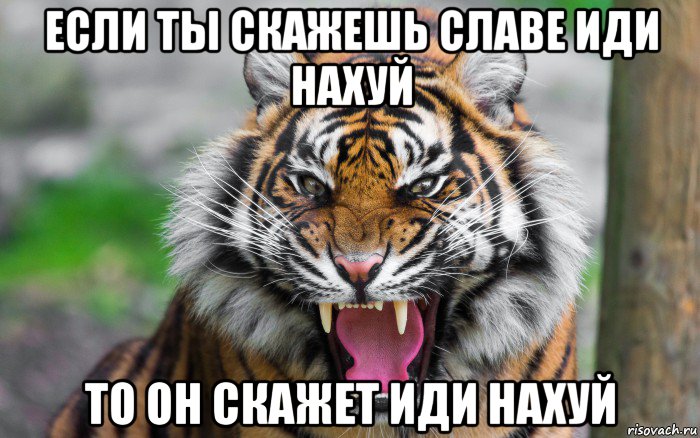 если ты скажешь славе иди нахуй то он скажет иди нахуй, Мем ДЕРЗКИЙ ТИГР