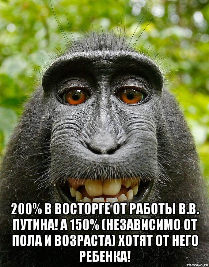  200% в восторге от работы В.В. Путина! А 150% (независимо от пола и возраста) хотят от него ребенка!, Мем  Довольная обезьяна