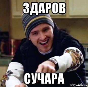 здаров сучара