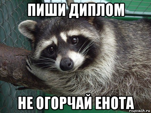 пиши диплом не огорчай енота
