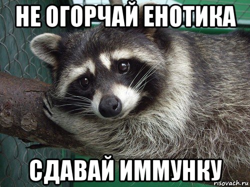 не огорчай енотика сдавай иммунку