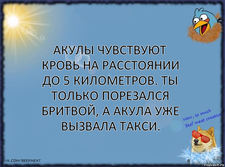 Акулы чувствуют кровь на расстоянии до 5 километров. Ты только порезался бритвой, а акула уже вызвала такси.