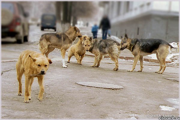 а тут навстречу, Комикс гн