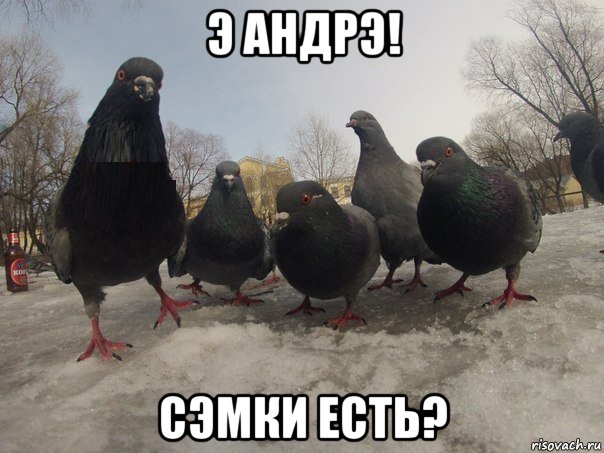 э андрэ! сэмки есть?, Мем голубь