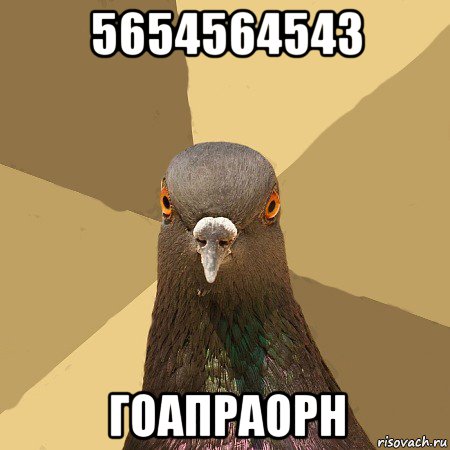 5654564543 гоапраорн, Мем голубь