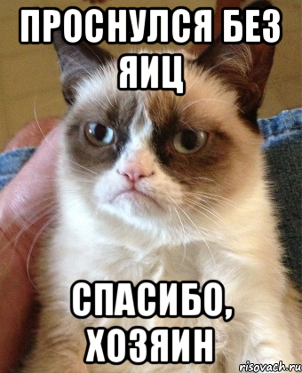 ПРОСНУЛСЯ БЕЗ ЯИЦ СПАСИБО, ХОЗЯИН, Мем Grumpy Cat small