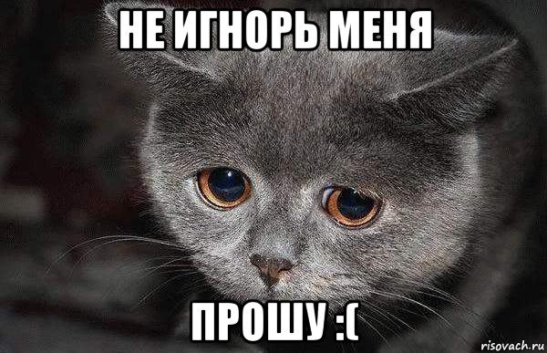 не игнорь меня прошу :(, Мем  Грустный кот