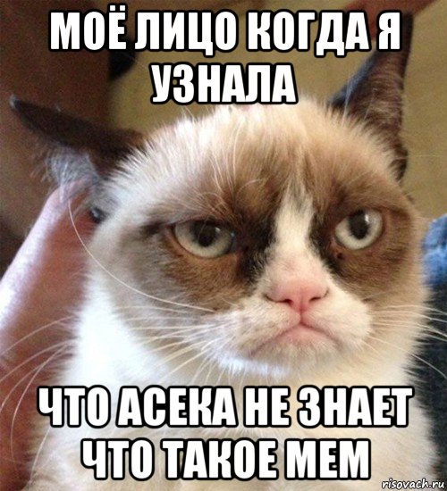 моё лицо когда я узнала что асека не знает что такое мем, Мем Грустный (сварливый) кот