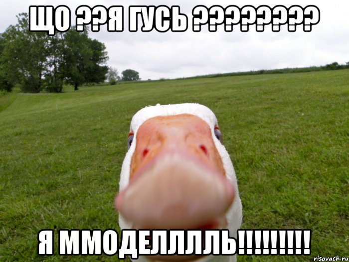 що ??я гусь ???????? я ммоделллль!!!!!!!!!, Мем гусь