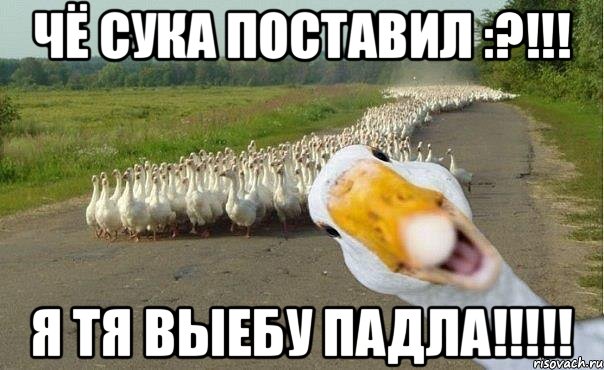 Чё сука поставил :?!!! Я тя выебу падла!!!!!, Мем гуси