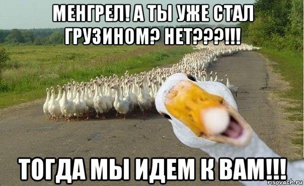 менгрел! а ты уже стал грузином? нет???!!! тогда мы идем к вам!!!, Мем гуси