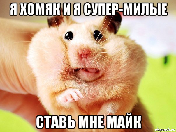 я хомяк и я супер-милые ставь мне майк
