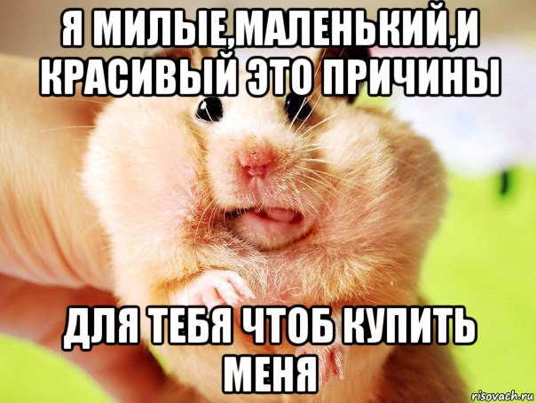 я милые,маленький,и красивый это причины для тебя чтоб купить меня