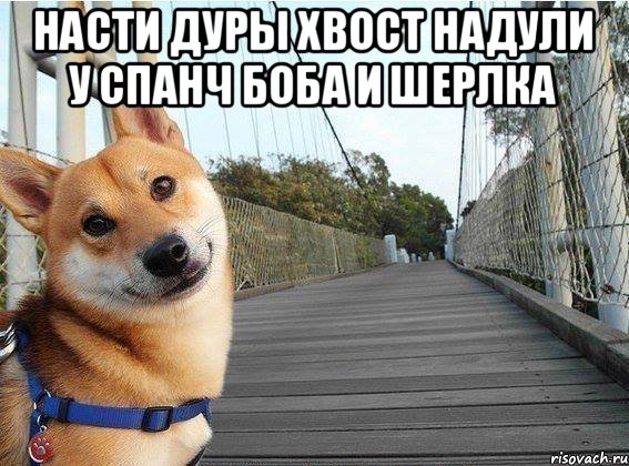 насти дуры хвост надули у спанч боба и шерлка 