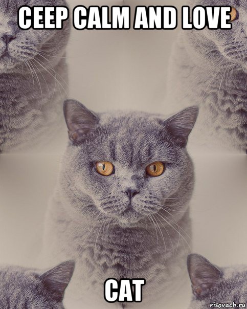 ceep calm and love cat