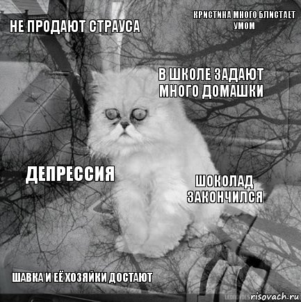 Не продают страуса Шоколад закончился В школе задают много домашки шавка и её хозяйки достают депрессия Кристина много блистает умом    , Комикс  кот безысходность