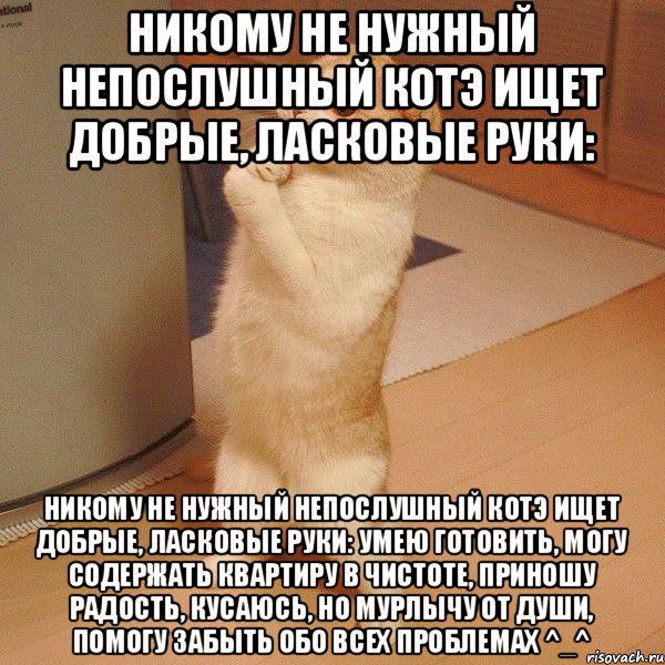 НИКОМУ не нужный НЕПОСЛУШНЫЙ котэ ищет добрые, ласковые руки: НИКОМУ не нужный НЕПОСЛУШНЫЙ котэ ищет добрые, ласковые руки: Умею готовить, могу содержать квартиру в чистоте, приношу радость, КУСАЮСЬ, но мурлычу от души, помогу забыть обо всех проблемах ^_^, Мем  котэ молится