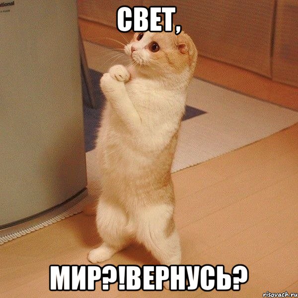 СВЕТ, МИР?!Вернусь?, Мем  котэ молится