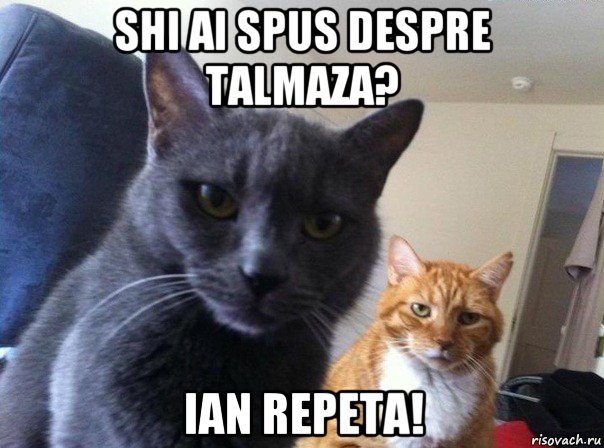 shi ai spus despre talmaza? ian repeta!, Мем  Два котэ