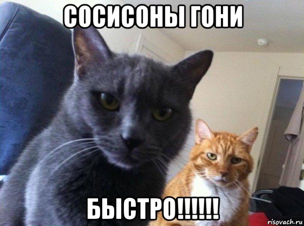 сосисоны гони быстро!!!!!!, Мем  Два котэ