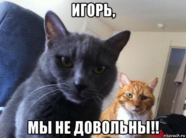 игорь, мы не довольны!!, Мем  Два котэ