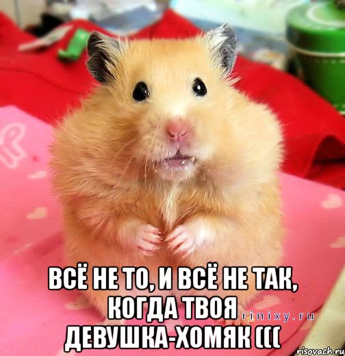  Всё не то, и всё не так, когда твоя девушка-хомяк (((, Мем КТО КУРИЛ
